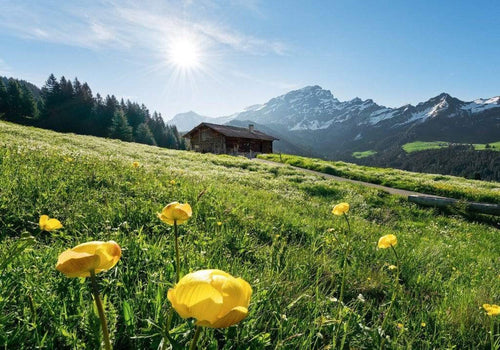 Komar AlpenglÃ¼ck Vlies Fototapete 400x280cm 8-bahnen | Yourdecoration.de