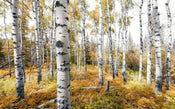 Komar Colorful Aspenwoods Vlies Fototapete 450x280cm 9-bahnen | Yourdecoration.de