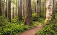 Komar Redwood Trail Vlies Fototapete 450x280cm 9-bahnen | Yourdecoration.de