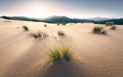 Komar Vivid Dunes Vlies Fototapete 450x280cm 9-bahnen | Yourdecoration.de