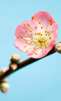 Komar Peach Blossom Fototapete 150x250cm 3-bahnen | Yourdecoration.de