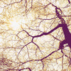 Komar Sunshine Fototapete 250x250cm 5-bahnen | Yourdecoration.de