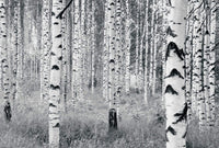 Komar Woods Fototapete 400x270cm 8-bahnen | Yourdecoration.de