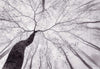 Wizard+Genius Inside the Trees Fototapete 366x254cm 8-bahnen | Yourdecoration.de